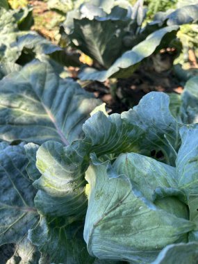 Yeşil lahana bitkileri iyi korunmuş bir sebze bahçesinde gelişir. Bereketli yapraklar güneş ışığını yakalar, sabah saatlerinde bahçenin canlılığını gösterir..