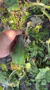 Bir el ev bahçesindeki yeşil yaprakların arasında canlı bir salatalık tutar. Bahçe işlerinin ve akşamüstü taze ürünlerin cömertliğinin göstergesidir..