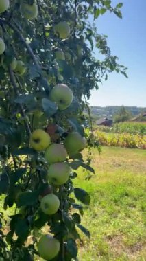 Ziyaretçiler dallardan sarkan yeşil elmalarla dolu manzaralı bir elma bahçesinde geziniyorlar. Berrak gökyüzü ve yemyeşil alan açık havada dinlenmek için mükemmel bir zemin oluşturuyor..