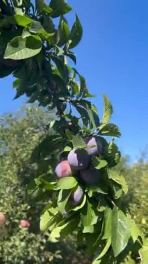 Bir insan açık mavi gökyüzünün altında canlı bir meyve bahçesinde taze erik toplar. Ağaç olgun meyvelerle doludur. Yazın sonlarındaki güzel renkleri sergiler..