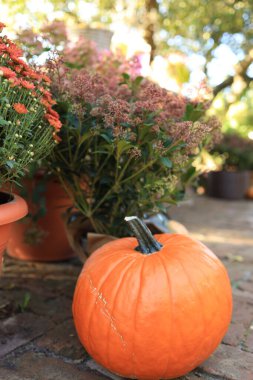 Canlı bir turuncu balkabağı çiçeklerle dolu bir bahçede yerde oturuyor. Güneş batıyor, sonbaharda etrafındaki mevsimsel güzellikleri vurguluyor..
