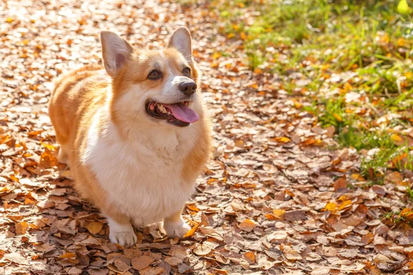 One Welsh Corgi Pembroke dog stand with their tongues out against the yellow autumn leaves illuminated by the sun from behind