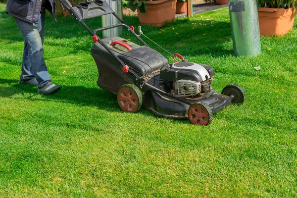 A gardener mows the lawn with a lawn mower on a bright Sunny day