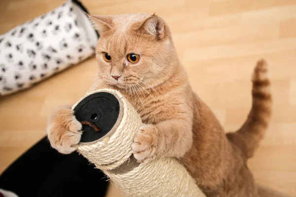 Die Niedliche Gestromte Katze Steht Schaber Und Sieht Mit Weit — Stockfoto