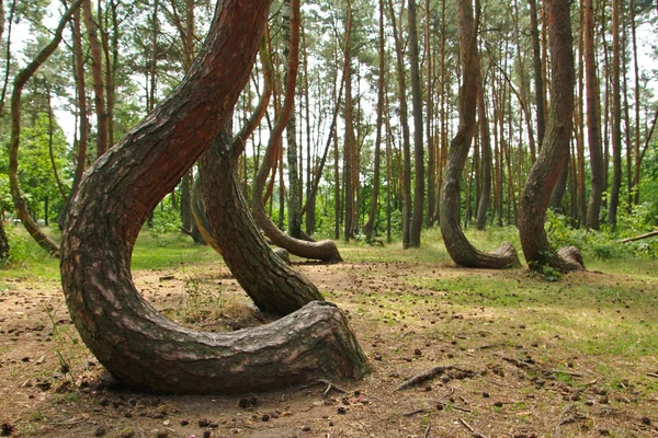 Uma Floresta Torta Polônia Com Suas Árvores Bizarras — Fotografia de Stock