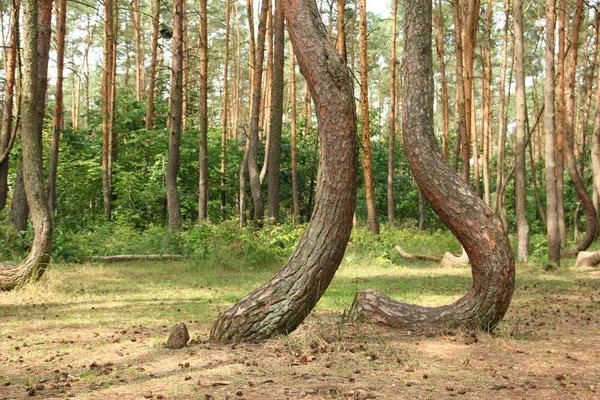 Uma Floresta Torta Polônia Com Suas Árvores Bizarras — Fotografia de Stock