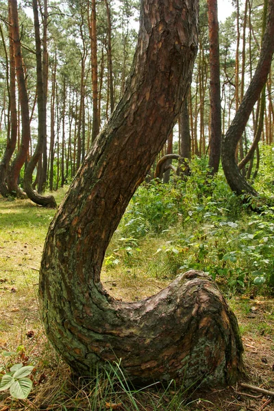 Bosque Torcido Polonia Con Sus Extraños Árboles — Foto de Stock