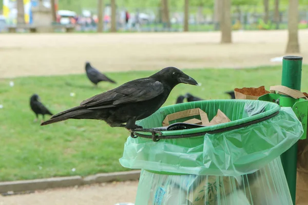 Picture Flock Crows Eating Garbage Trash Bin Doing Mess Public — Stock Photo, Image