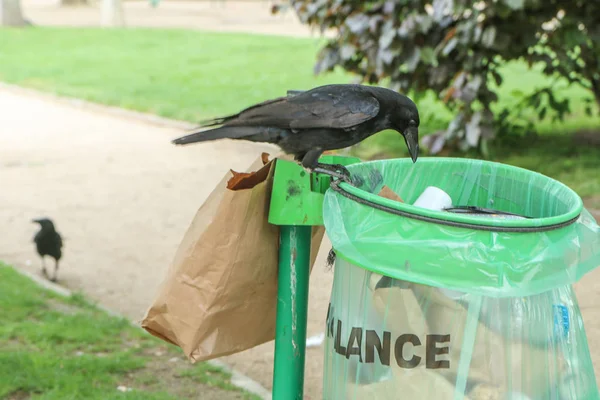 Uma Imagem Bando Corvos Comendo Lixo Uma Lixeira Fazendo Bagunça — Fotografia de Stock