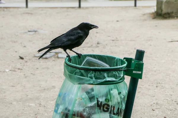 Bir Sürü Çöp Çöp Kutusu Ndan Yeme Karışıklık Genel Parkta — Stok fotoğraf