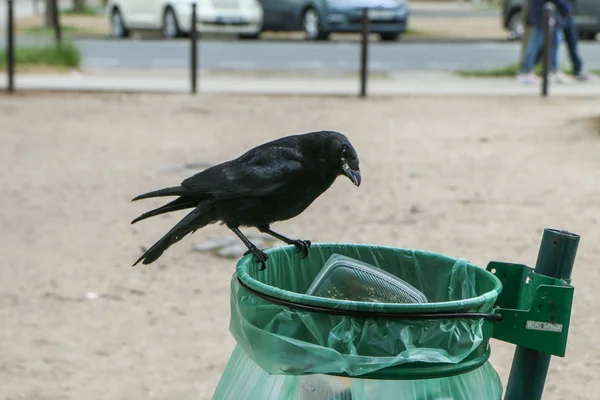 Uma Imagem Bando Corvos Comendo Lixo Uma Lixeira Fazendo Bagunça — Fotografia de Stock