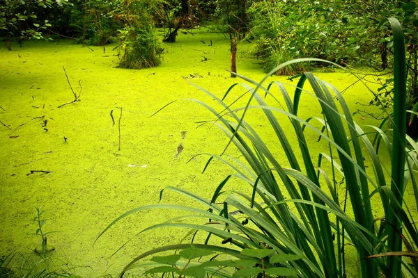 Una Foto Del Pantano Solitario Profundo Del Bosque — Foto de Stock