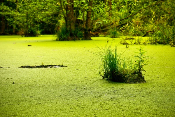 Ein Bild Aus Dem Einsamen Sumpf Tief Wald — Stockfoto