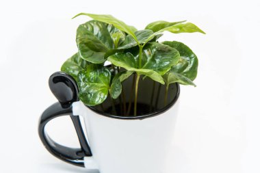 Kahve ağacı resmini porselen bardaktan büyüyen. Taze yeşil bitkidir. Ekoloji, ham ürün sembolize.   