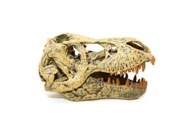Tarih öncesi bir hayvan, Tyrannosaurus Rex sahte bir kafatası. Oyuncak, ama gerçekçi. Beyaz bir arka plan üzerinde izole. 
