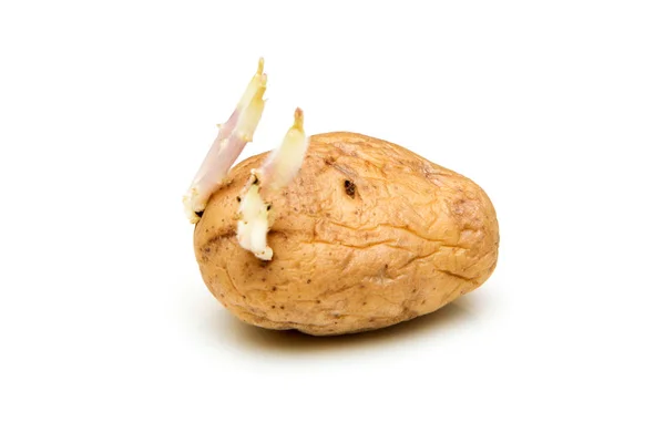 Picture Single Germinating Potato Scions — Stock Photo, Image