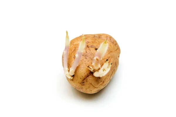 Een Foto Van Een Enkele Kiemende Aardappel Met Telgen — Stockfoto
