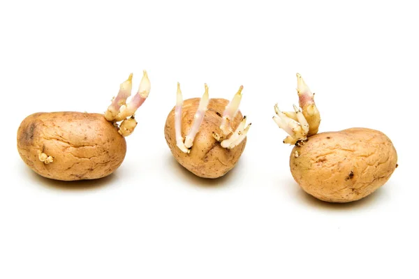 Ein Bild Von Drei Keimenden Kartoffeln Mit Sprossen — Stockfoto
