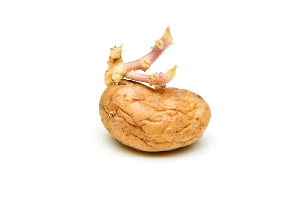 Bir Tek Germinating Patates Scions Ile Bir Resim — Stok fotoğraf