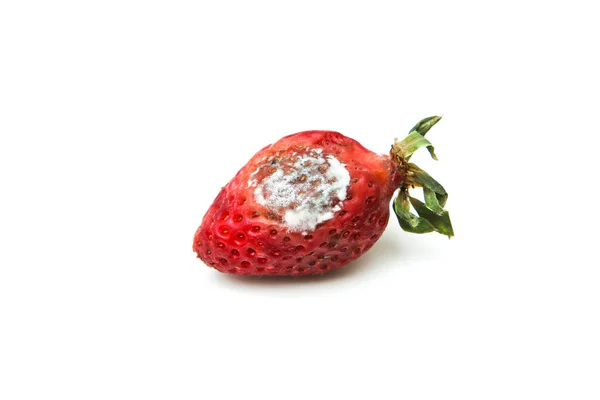 Eine Verschimmelte Erdbeere Faul Und Ungenießbar Isoliert Auf Weißem Hintergrund — Stockfoto