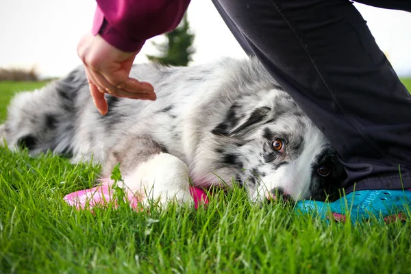 A dog is lying on the grass with its frisbee and looks very frightened. The owner wants to take the frisbee from him and he does not want it.