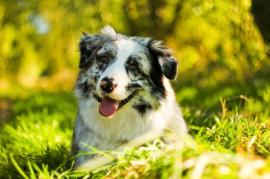 A cute Australian shepherd lying in the grass during colorful autumn and smiling.