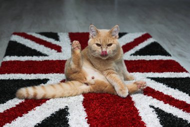 A cute tabby cat is sitiing on the carpet with british flag, relaxing, licking its genitals and is  looking funny, naughty and greedy.  clipart