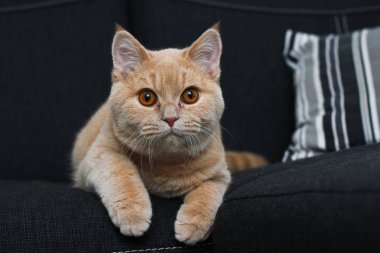 Bir kedi kanepede yatıyor ve biraz bıkkın. 
