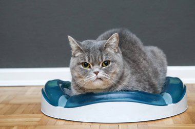 Şirin bir İngiliz kedi onun oyuncak yapılan daire içinde yatıyor. Biraz haşhaş ve aptal bakıyor. 