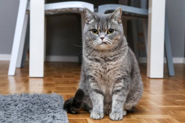 Bir İngiliz kedi katta oturan ve bir bit şüpheci arıyorsunuz veya huysuz. 