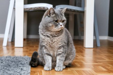 Bir İngiliz kedi katta oturan ve bir bit şüpheci arıyorsunuz veya huysuz. 