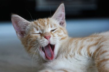 Bir kedi yalan söylüyor ve esniyor. Komik görünüyor, gülümsüyor gibi. 