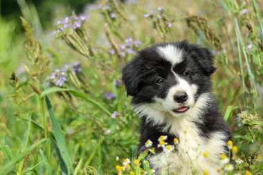 Sevimli bir köpek yavrusu sahada çim yatıyor. Mutlu ve memnun görünüyorsun. Gülümsüyor gibi. 