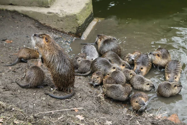 Obrázek Coypus Praze České Republice Žijí Vodě Městě Jsou Problémem — Stock fotografie