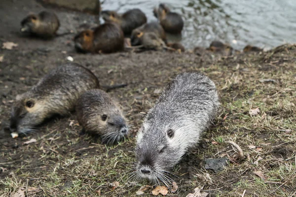 Obrázek Coypus Praze České Republice Žijí Vodě Městě Jsou Problémem — Stock fotografie