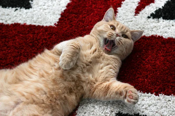 Cute Tabby Cat Lying Carpet Looking Very Funny Screaming Something — Stock Photo, Image
