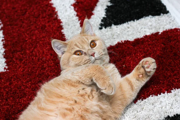 Een Schattig Kitten Slaperig Liggend Een Tapijt — Stockfoto