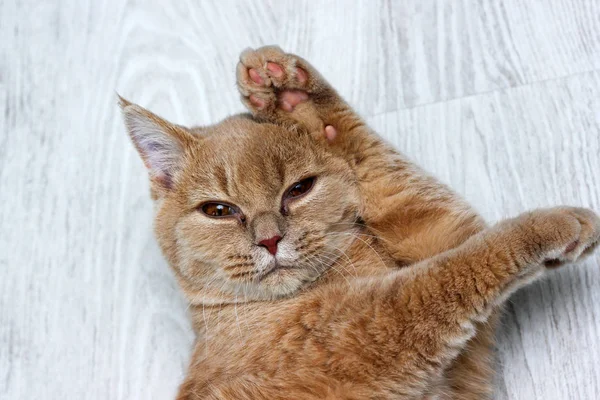 Lindo Adorable Gato Tabby Está Tumbado Suelo Mirándote — Foto de Stock