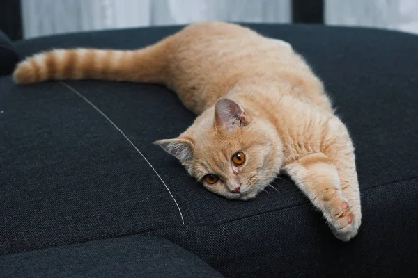 A cat is lying on the sofa and is little bit bored.