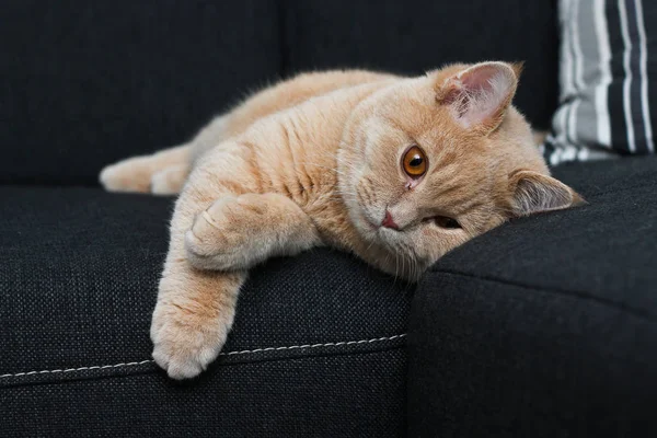 Eine Katze Liegt Auf Dem Sofa Und Langweilt Sich Ein — Stockfoto