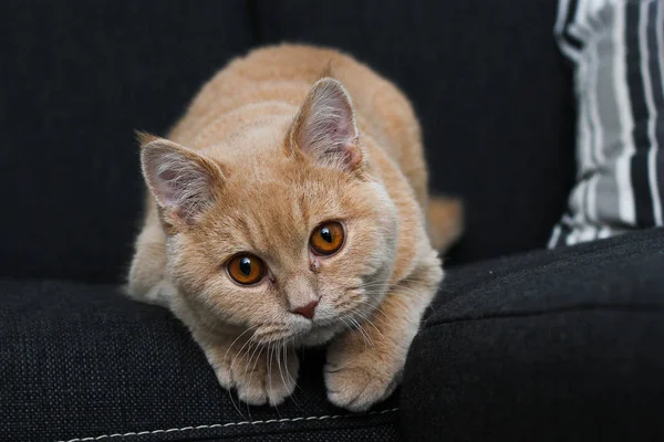 Bir Kedi Kanepede Yatıyor Biraz Bıkkın — Stok fotoğraf