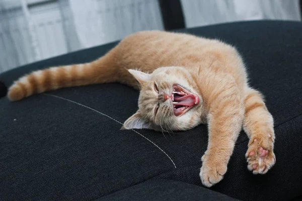 Seekor Kucing Berbaring Sofa Dan Sedikit Bosan — Stok Foto