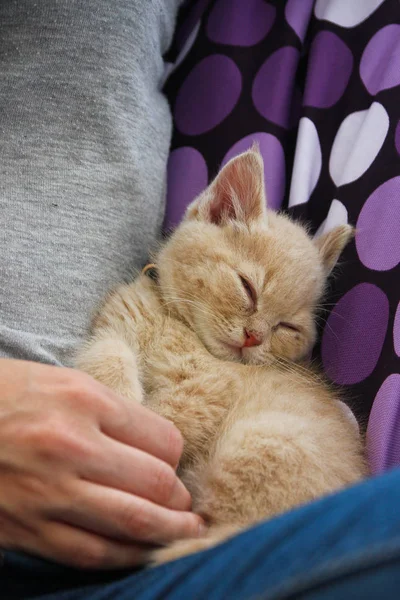 Słodkie Kitten Jest Snu Śnienia — Zdjęcie stockowe