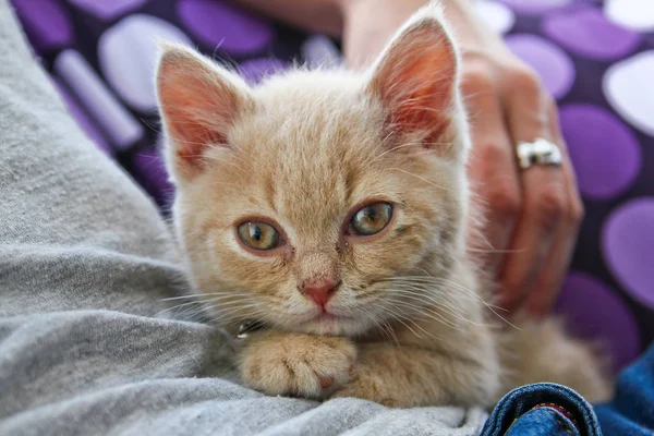 Cute Kitten Lying Sleeping His Owner — Stock Photo, Image