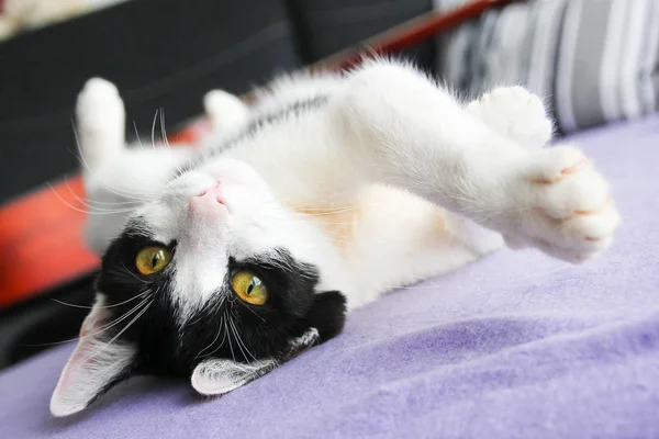 Lindo Gatito Está Jugando Con Sus Patas —  Fotos de Stock