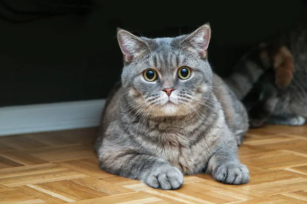 Ein Bild Einer Niedlichen Britischen Katze Die Auf Dem Boden — Stockfoto