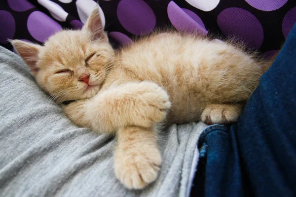 Lindo Gatito Está Durmiendo Soñando — Foto de Stock