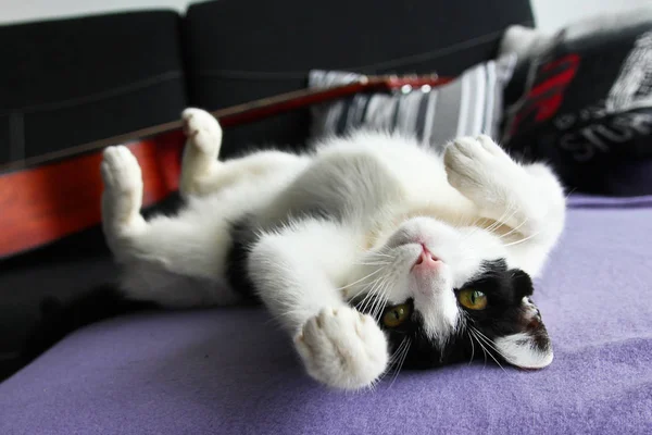 Lindo Gatito Está Jugando Con Sus Patas — Foto de Stock