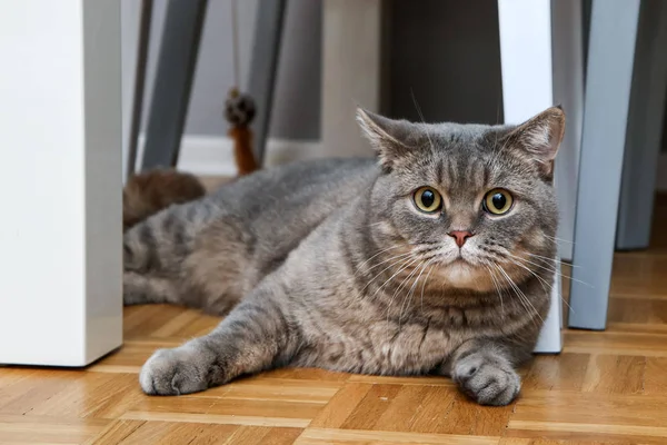Ein Bild Einer Niedlichen Britischen Katze Die Auf Dem Boden — Stockfoto