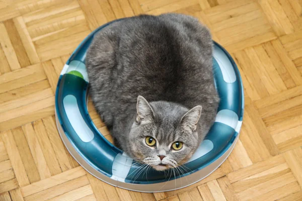 Eine Süße Britische Katze Liegt Kreis Aus Ihrem Spielzeug Sie — Stockfoto